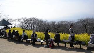 吾妻山公園(二宮)　菜の花畑