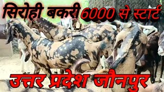 सिरोही बकरी। सिरोही बकरी कितने बच्चे देती हैं bakari farm #goat #jaunpur #sirohigoat