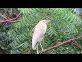 কানা বকের শিকার best nice video of pond heron attempt to prey in a gentle rainy day episode 1