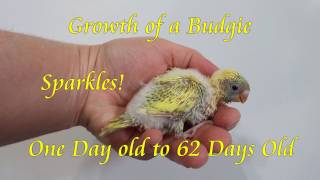 Growth of a Baby Budgie From Day 1 to 9 Weeks