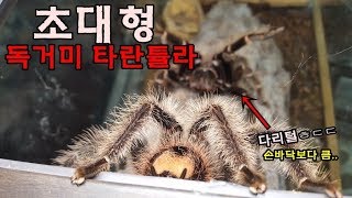 초대형급 타란튤라 수컷을 암컷사육장에 넣었는데..? [정브르] / tarantula mating and breeding!