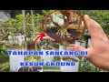 Tahapan bonsai sancang themax di kebun 🌲