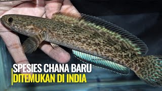 JARANG TAHU! INI SPESIES IKAN CHANNA TORSAENSIS ASAL INDIA