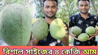 ৪ কেজি ওজনের আম | 4kg mango | 4#kg mango | #amazing #mango #evcbangla607 #viral #evcbangla