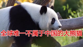 全球唯一不属于中国的大熊猫，非中国籍，再也无法回到国内!印度连续租借大熊猫被拒14次？