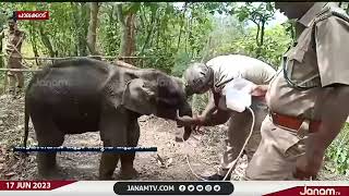 അട്ടപ്പാടി പാലൂരിൽ ജനവാസ മേഖലയിലെത്തിയ കൃഷ്ണ എന്ന കുട്ടിയാന അമ്മയാനക്കായി കാത്തിരിക്കുന്നു