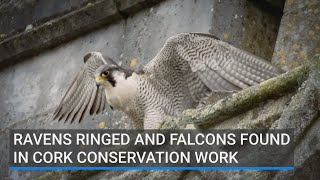 Ravens ringed and falcons found in Cork conservation work