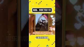 喜报！打开了，猫猫回头看了一眼十年后的你（cr：伊娜娜 ）#娱乐评论大赏 #后续 #时光胶囊#娛樂#搞笑#shorts