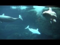 Beluga Whales at the Georgia Aquarium