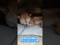 雨の日の朝の柴犬チャッピーくん 柴犬 shorts