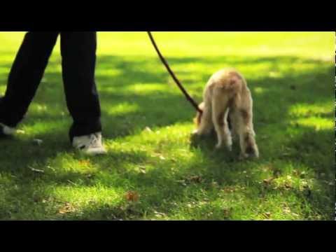 how do i get my dog to pee outside - house break your puppy by Trevor the pet guy how do i get my dog to pee outside - house break your puppy by Trevor the pet guy