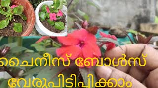 ചൈനീസ്  ബോൾസ് എങ്ങനെ വേരുപിടിപ്പിക്കാം /Kalas Vlogs