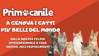 Primocanile - A Genova i gatti più belli del mondo