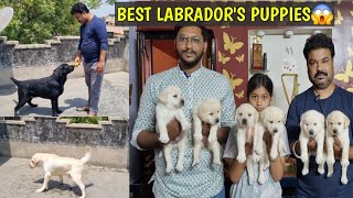 Import Champion Labrador Kennel |Labrador Retriever | Dog Kennel in Burdwan West Bengal