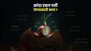 कांदा डबलपत्तीसाठी सोपी ट्रिक 💯 #kanda #onion #farming #agrostar #shorts #farmingtips