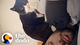 Stray Cat Waits At Guy's Window Until He's Adopted | The Dodo Soulmates