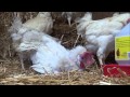 Rescued Hen Plays in Straw for First Time