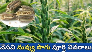 వేసవి నువ్వు సాగు పూర్తి వివరాలు |sesame cultivation,nuvu sagu