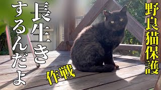 【住み着いた野良猫】大切な事を忘れていました！