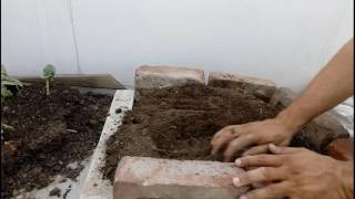 घर पर सब्जी कैसे उगाएं घर पर सब्जी कैसे उगाएं