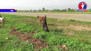 दाङको टरिगाउँ बिमानस्थलमा जहाज संचालन हुन छाडेपछि गौचरणमा परिणत