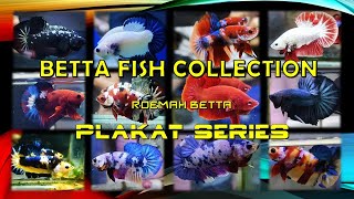 Ikan Cupang Plakat Semua Jenis yang ada di Indonesia