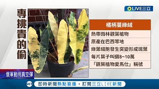 1片葉子要8萬?? 店家門口擺放一盆市價高達65萬\