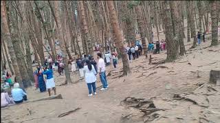 Pine forest kodaikanal/பைன் மரக்காடு/summer tourist place@fresh everyday27