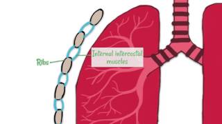 Respiratory System Structure
