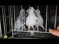 radom gołębie pigeons targ andrzej w. 26.10.2024 cz.1 4💥gołębie jasne i wyszwance andrzeja radom💥