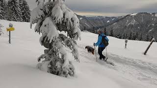 Schneeschuhwandern am Königsberg in den Ybbstaler Alpen.