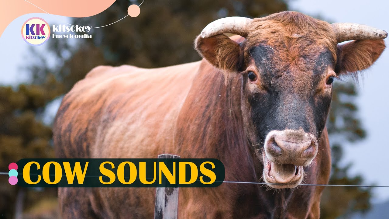 Cow Sound, Cow Mooing, Cow Sounds, Cow Sound Effect - YouTube