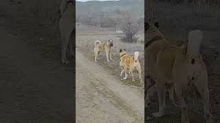 Boyka ve çok güzel bir kangal doğal karşılaşma