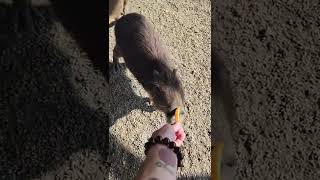 Capybara Carrot Chompin