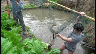 New Year's net fish, a seven or eight pounds, a real farm grass carp