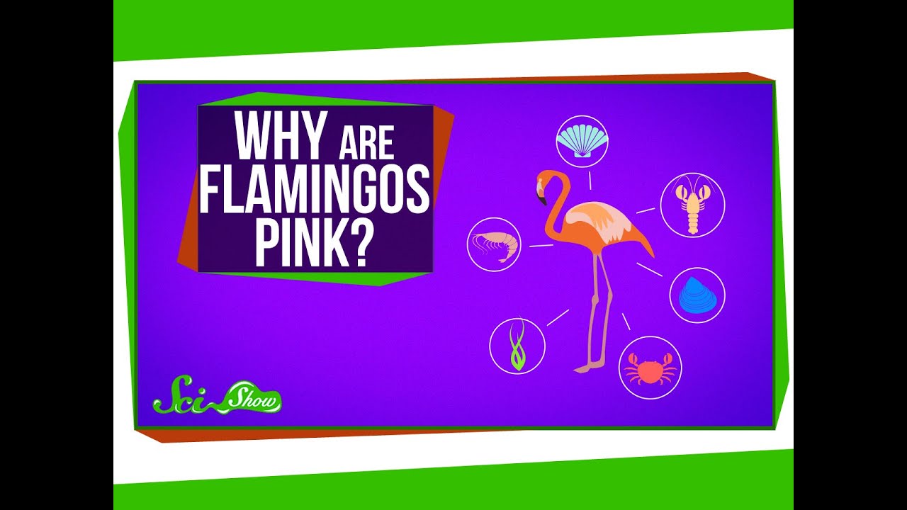 Why Are Flamingos Pink Youtube