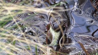 Mating Water Snakes, Water Snake Eating a Fish, Birds, & Nature Sounds