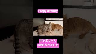 ポッポちゃんの3年間 #shorts