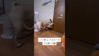 #fyp #パグ #パグ #犬のいる暮らし #犬のいる生活