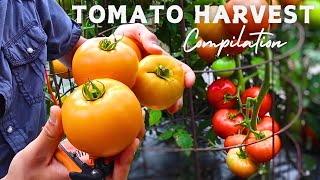 Tomato Harvest Compilation