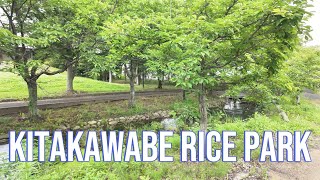 Kitakawabe Rice Park. Rural Japan. Kazo city, Saitama prefecture. 4k. 北川辺ライスパーク