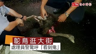 鴕鳥逛大街 熱心民眾這麼做...