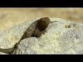 exploring north america s diverse sonoran desert full documentary