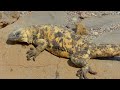 exploring north america s diverse sonoran desert full documentary