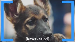 Crime leads to uptick in guard dogs | On Balance