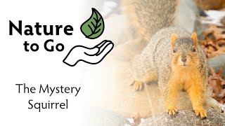 Nature to Go | Squirrels of Minnesota – The Difference Between Red, Gray, and Fox Squirrels