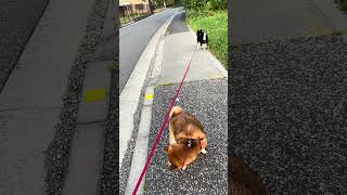 朝のお勤め【ギリギリモザイク成功編】 #約束の時まで柴犬と #柴犬 #柴活奮闘記 #散歩 #柴好き #柴ちゃん #癒し #柴 #愛犬 #癒し #柴 #愛犬 #柴ビー #柴ビー