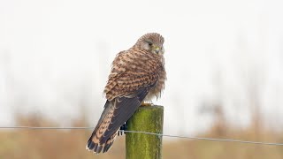 Goldcliff Birding 147 4K