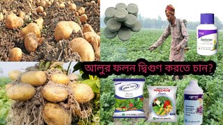 আলুর ফলন বাড়াতে কি করব? আলুর সাইজ ও ওজন বাড়ানোর উপায়|আলুর বাম্পার ফলন পেতে যে সকল ঔষুধ প্রয়োগ করবেন