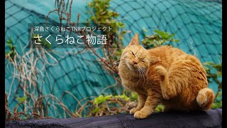 猫と生きる深島「さくらねこ物語」ドキュメンタリー/Short documentary movie \